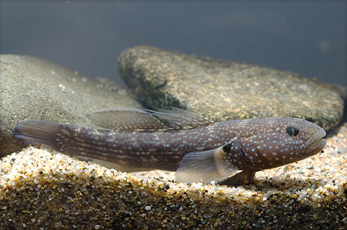 Tripletooth goby